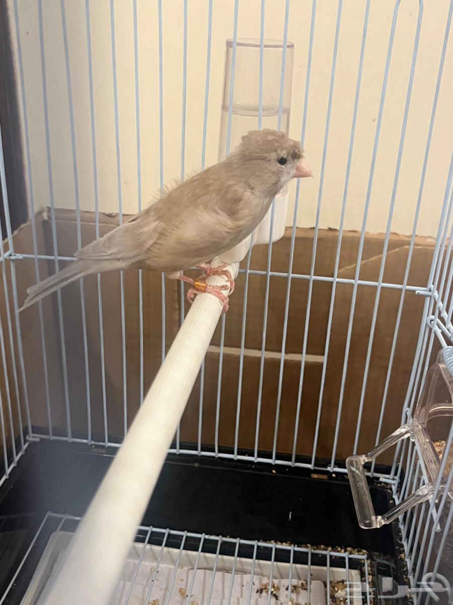 كناري ذكر تغريد( تم البيع )64471553940355112