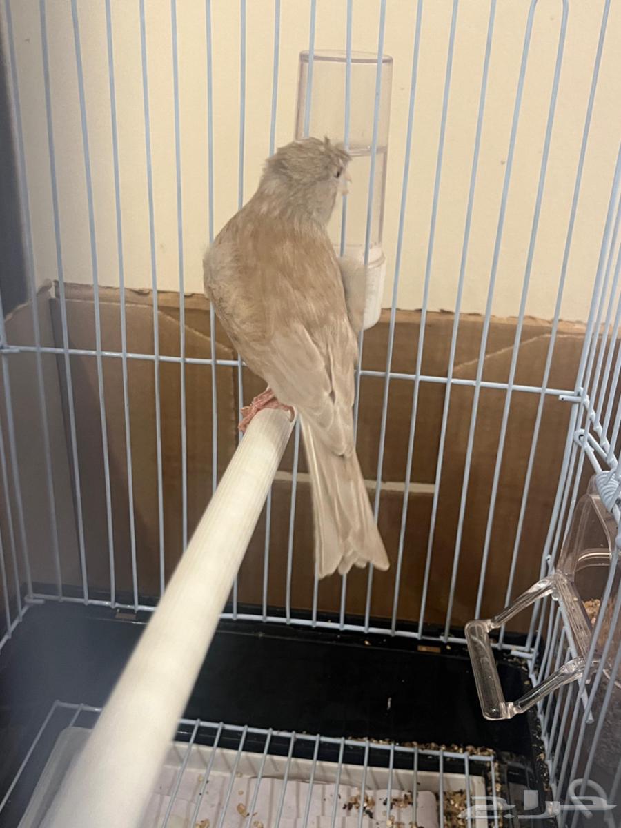 كناري ذكر تغريد( تم البيع )64471553940355114