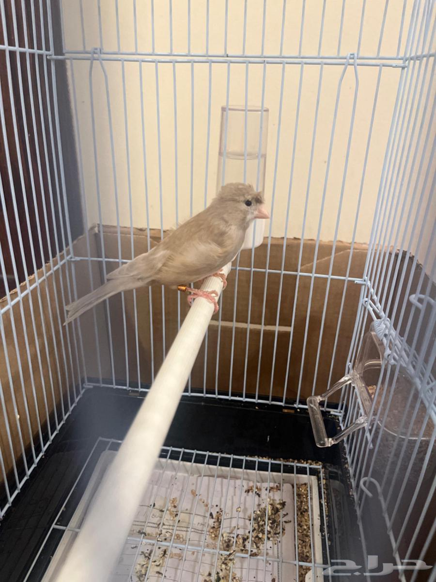 كناري ذكر تغريد( تم البيع )64471553940355110