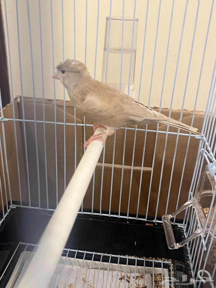 كناري ذكر تغريد( تم البيع )64471553940355111