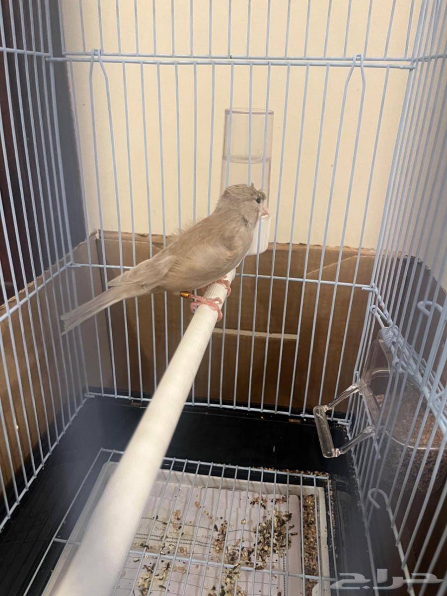 كناري ذكر تغريد( تم البيع )64471553940355113