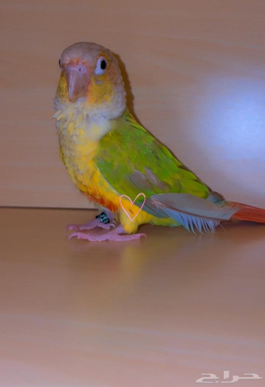 كنيور اليف جدا للبيع64455031723777110