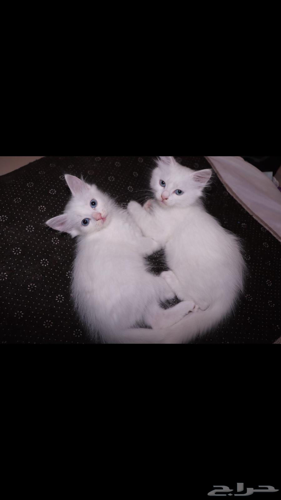 قط للبيع   كيتن للبيع64466614537857112