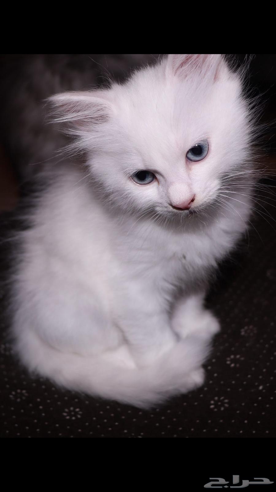 قط للبيع   كيتن للبيع64466614537857114