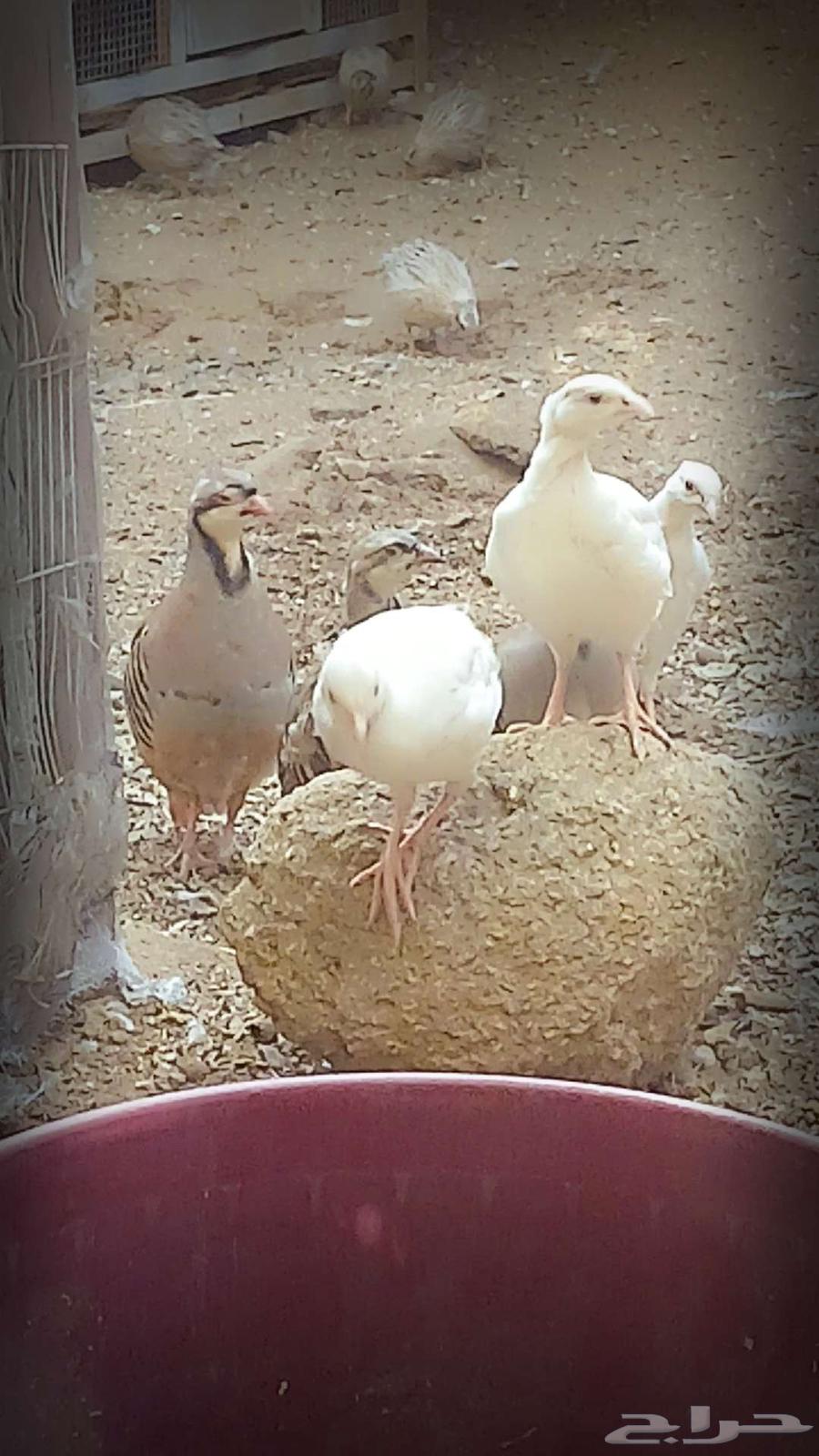 حجل روسي ابيض (تم البيع )64467270875522110