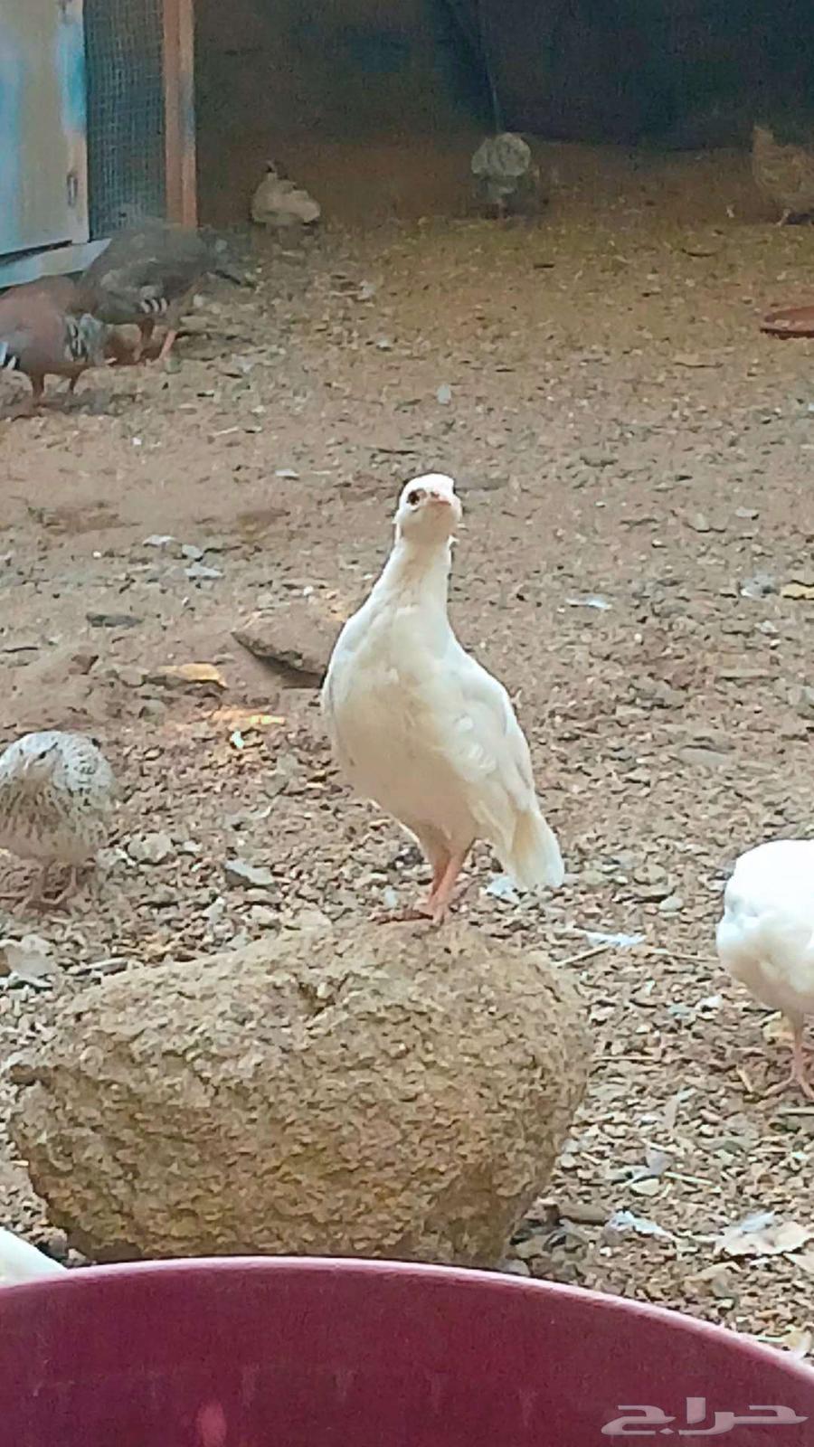 حجل روسي ابيض (تم البيع )64467270875522113