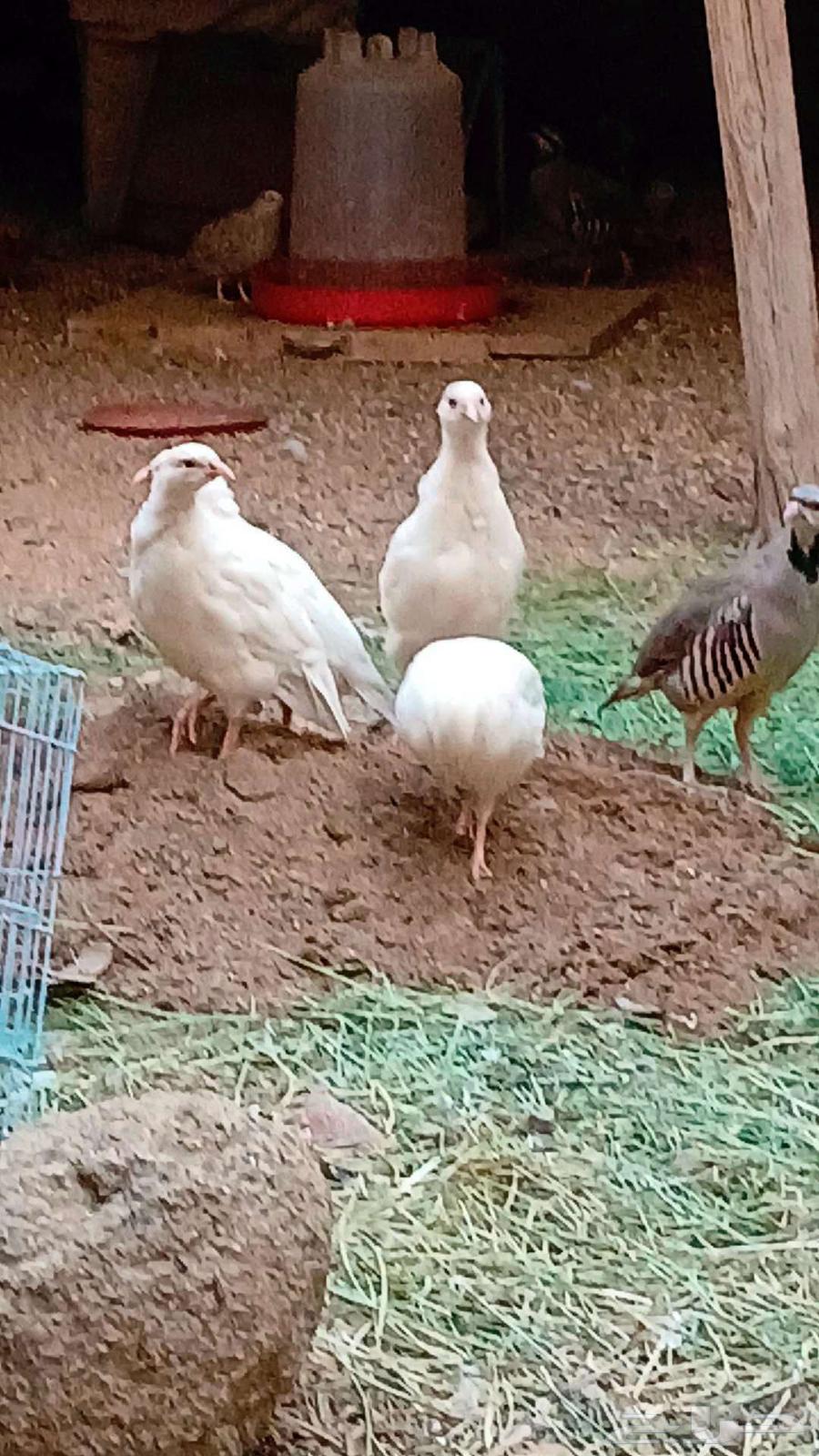 حجل روسي ابيض (تم البيع )64467270875522111