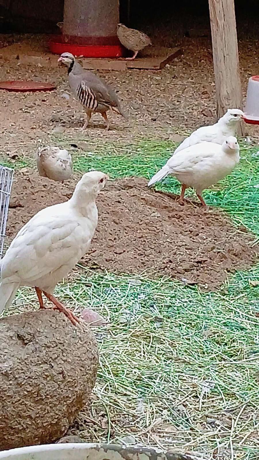 حجل روسي ابيض (تم البيع )64467270875522112