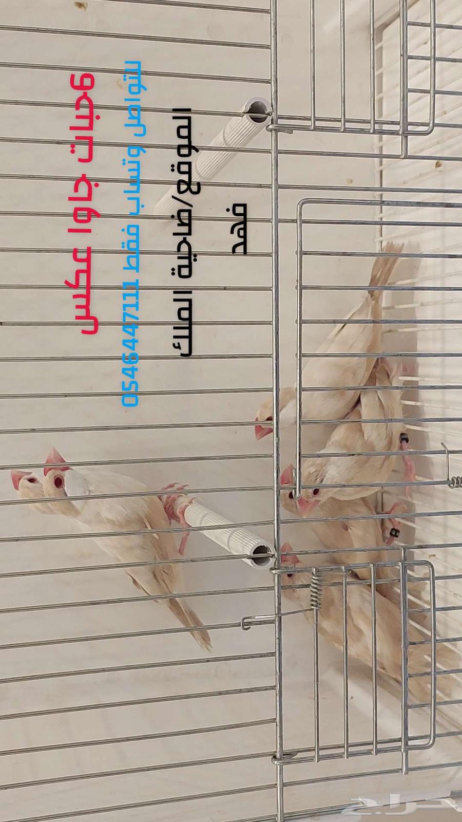 Java (opposite) 6 pieces brother64467954643587110