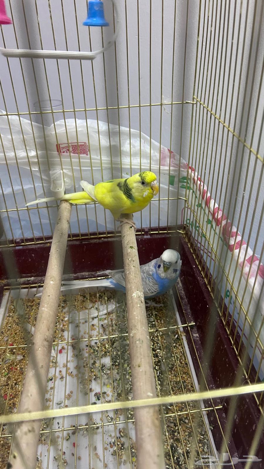 عصافير بادجي64468343466241111