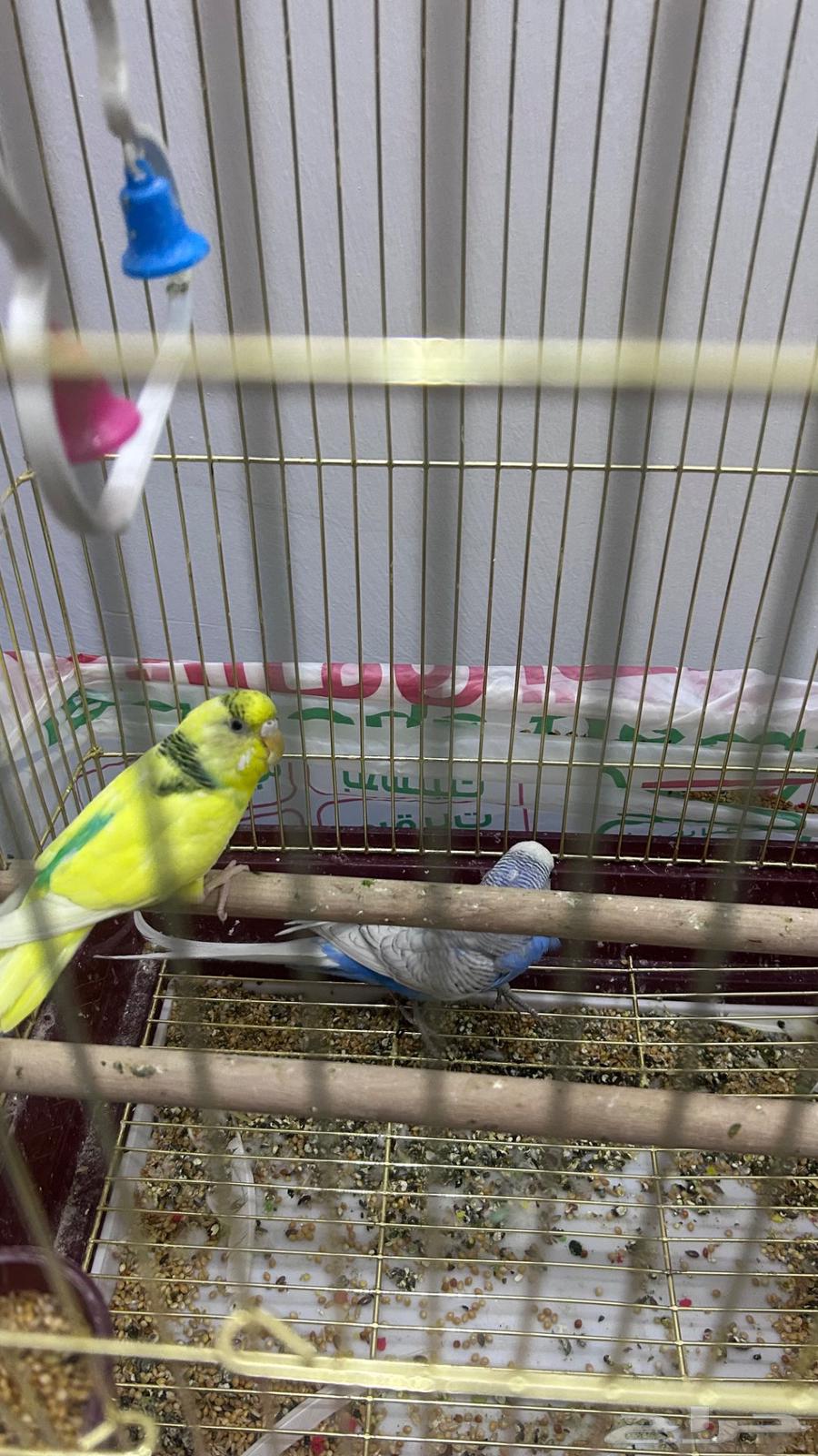 عصافير بادجي64468343466241110