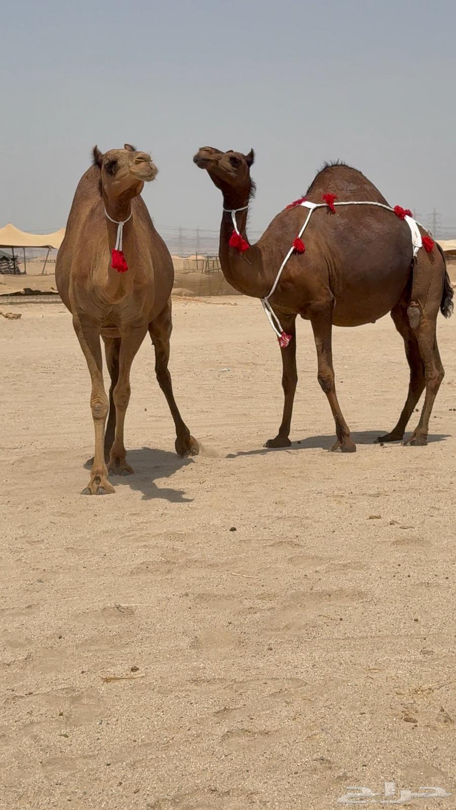 ثنتين بكار ملاقيات سواحل64469139985793114