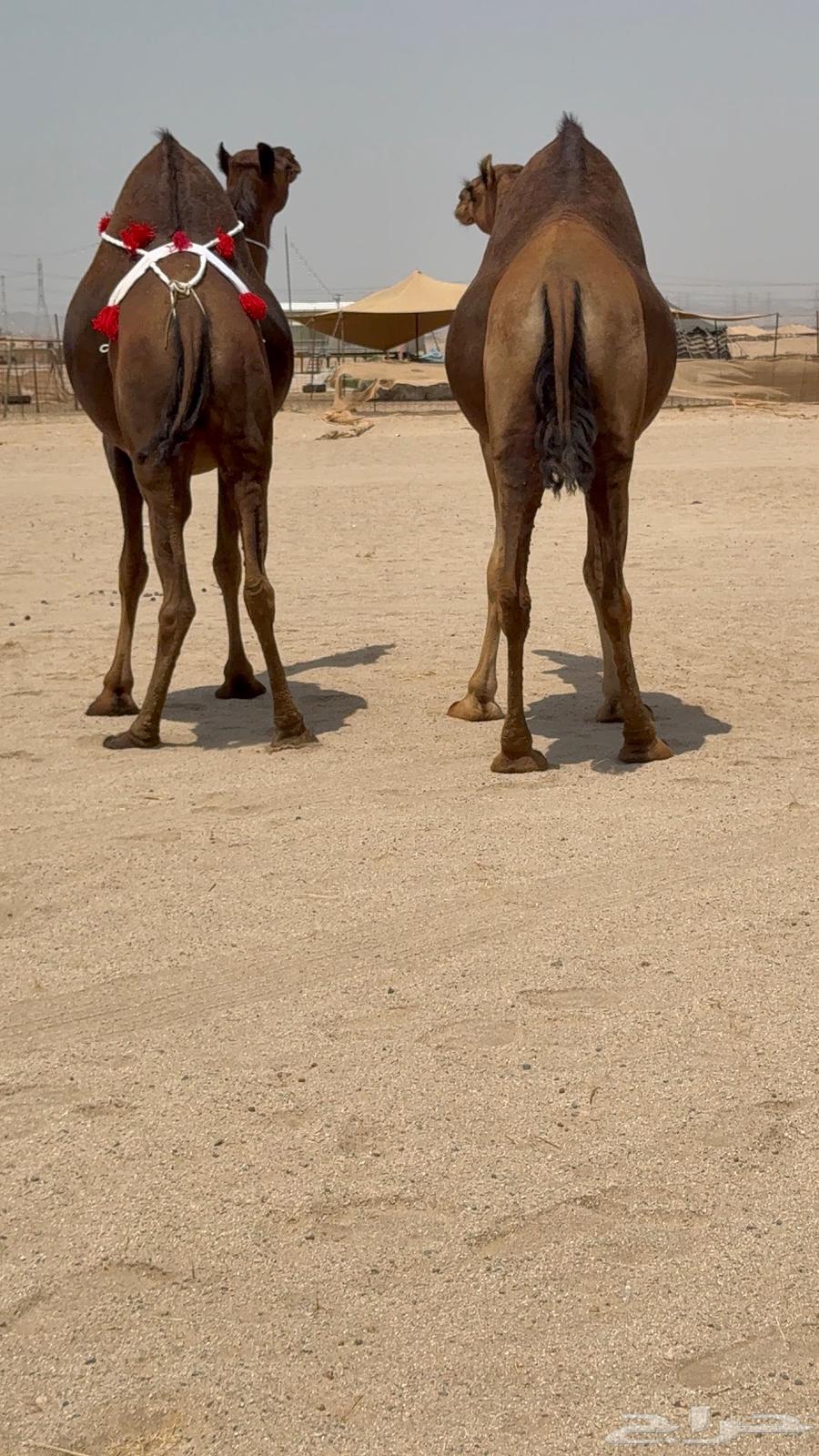 ثنتين بكار ملاقيات سواحل64469139985793113