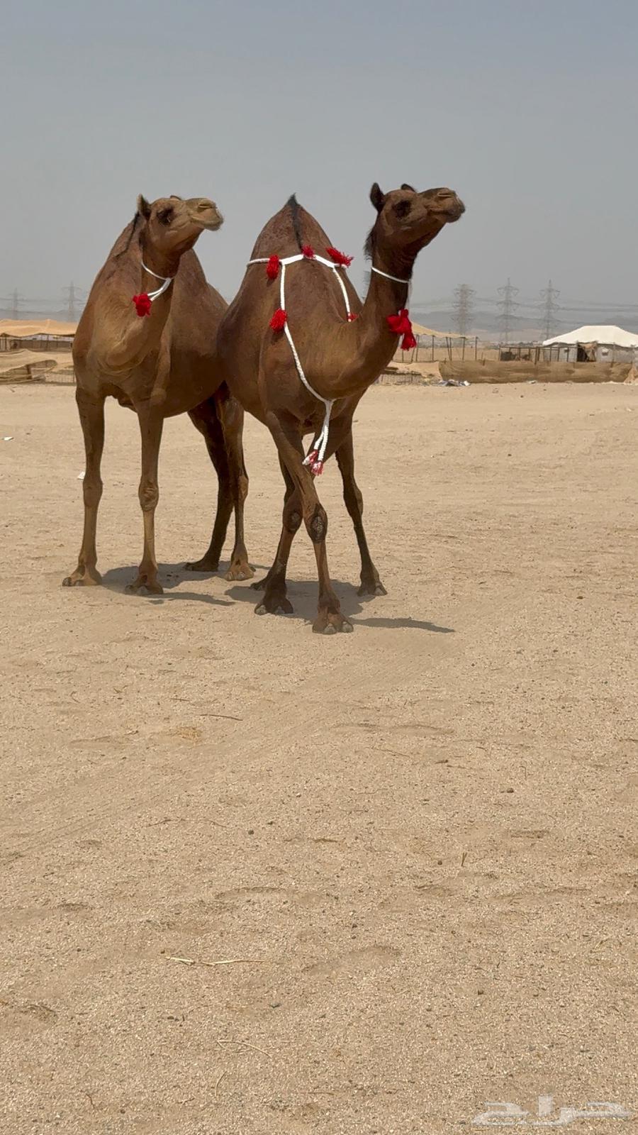 ثنتين بكار ملاقيات سواحل64469139985793112