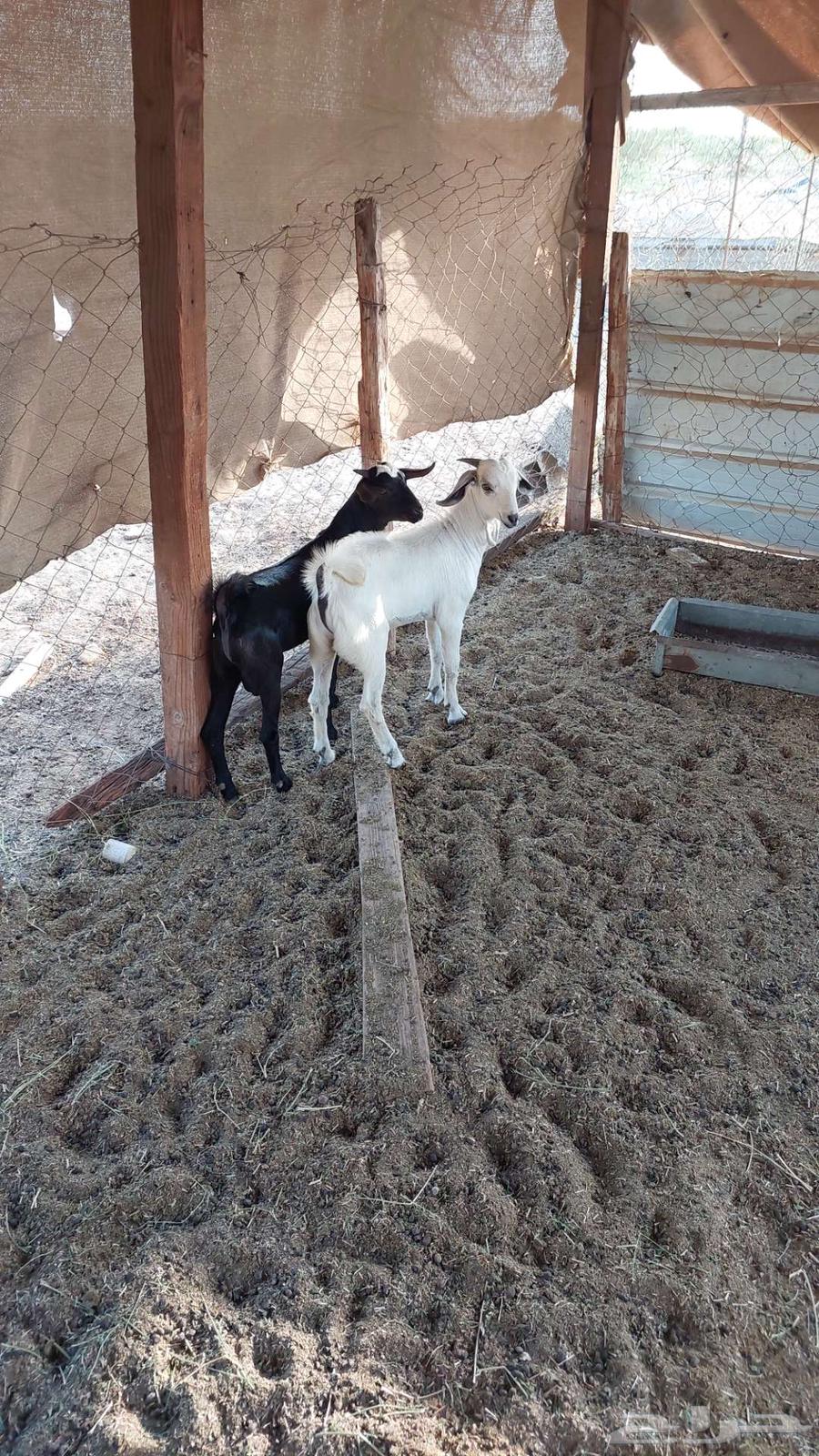 Goats for slaughter, refrigerator64470552721539111