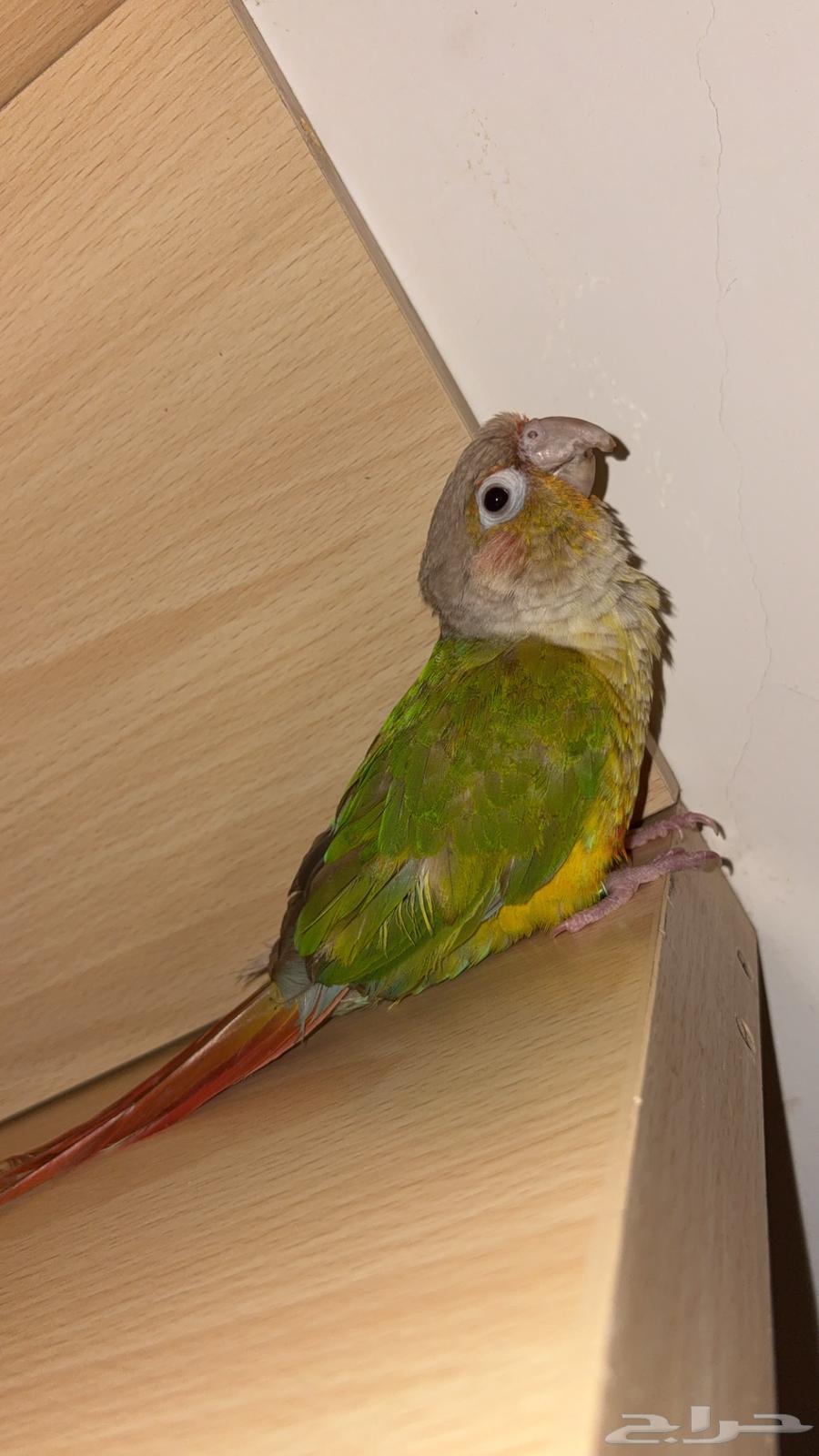 كنيور اليف جدا للبيع64455031723777111