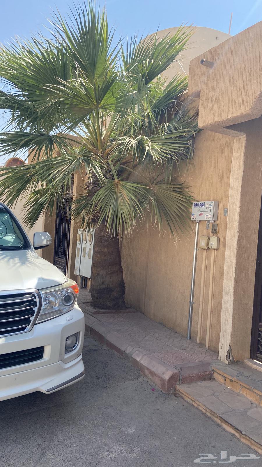 2 American palm trees, height over 3 meters64471580896642110