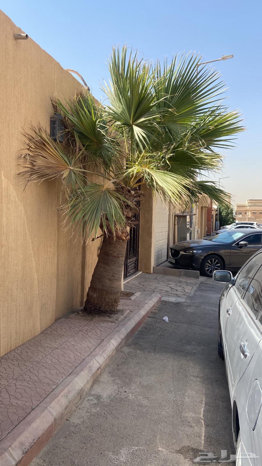 2 American palm trees, height over 3 meters64471580896642111