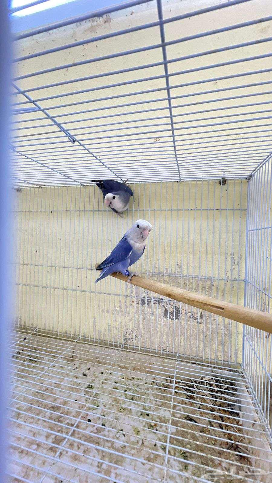 اجواز روز منتجه64471676721921110