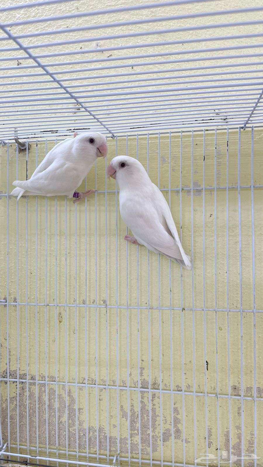 اجواز روز منتجه64471676721921111