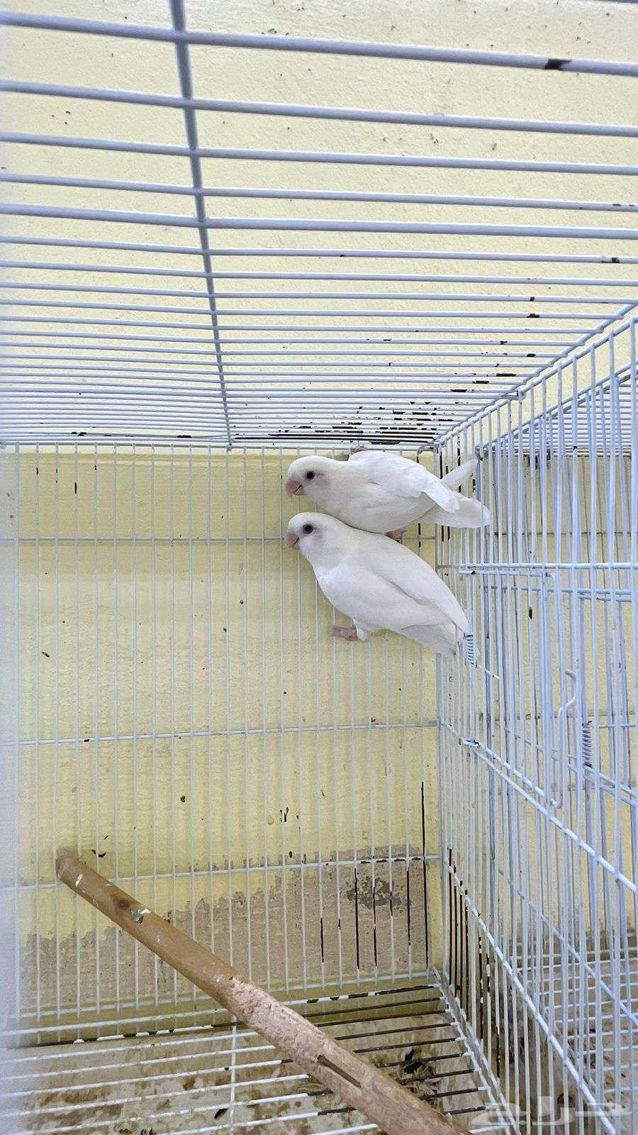 اجواز روز منتجه64471676721921113