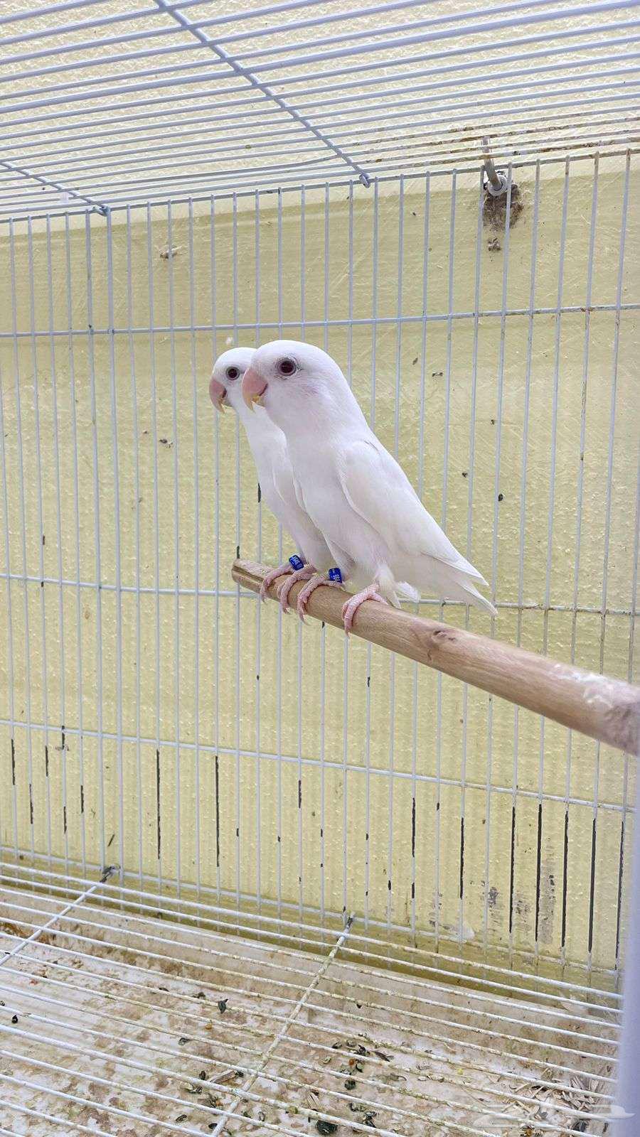 اجواز روز منتجه64471676721921114