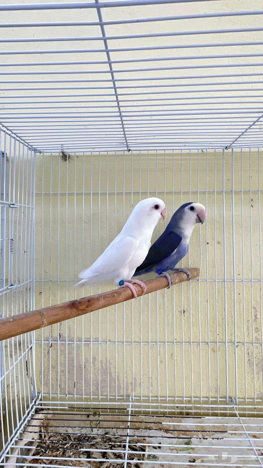 اجواز روز منتجه64471676721921112