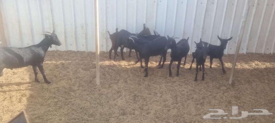 تيوس اسبانية مورسيانو64468426060801110