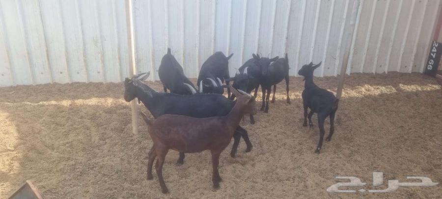 تيوس اسبانية مورسيانو64468426060801112