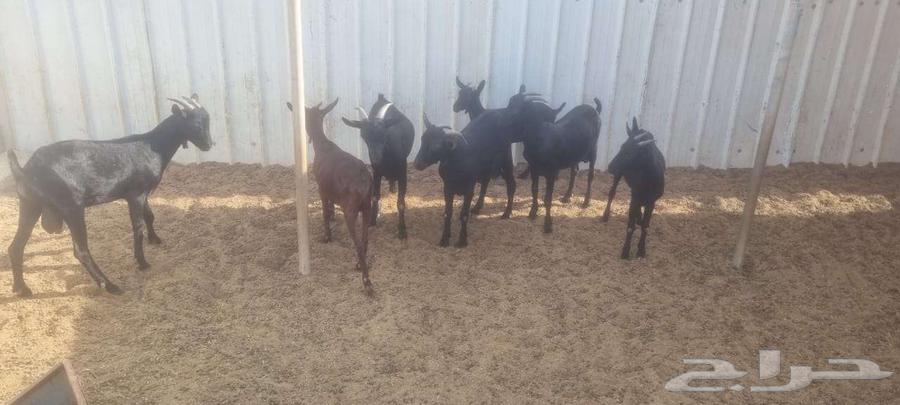 تيوس اسبانية مورسيانو64468426060801111