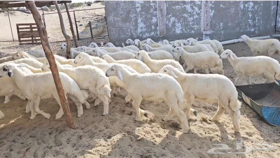 Tulian64467996467075112