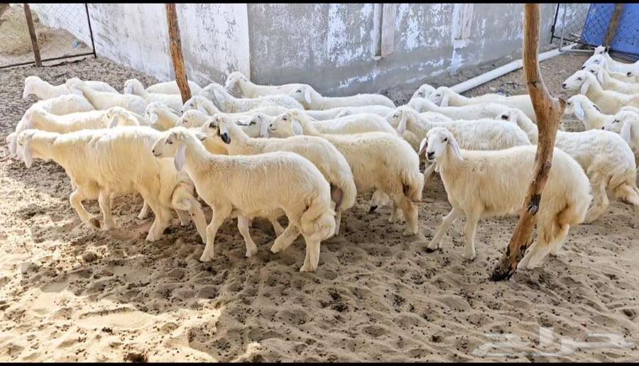 Tulian64467996467075111