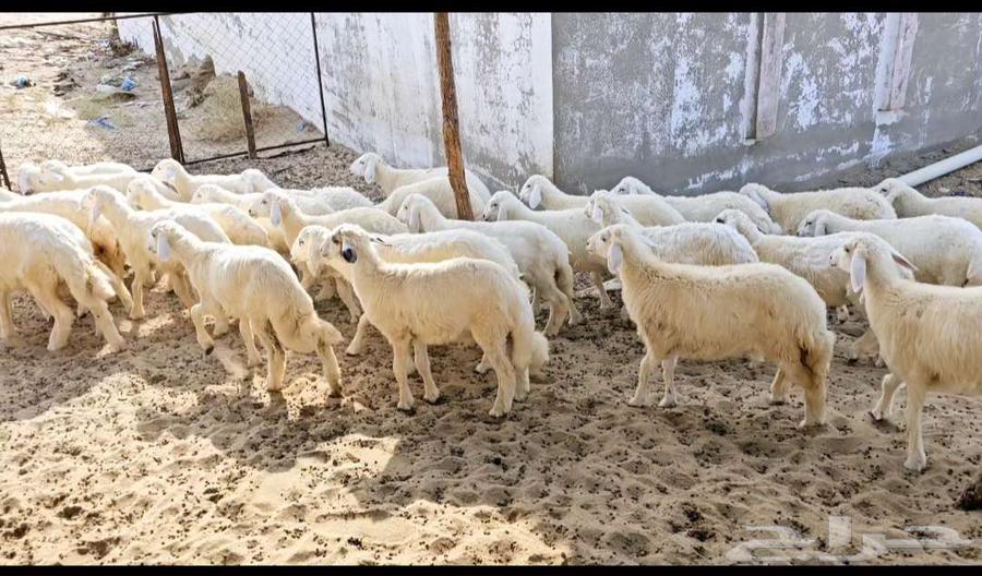 Tulian64467996467075110