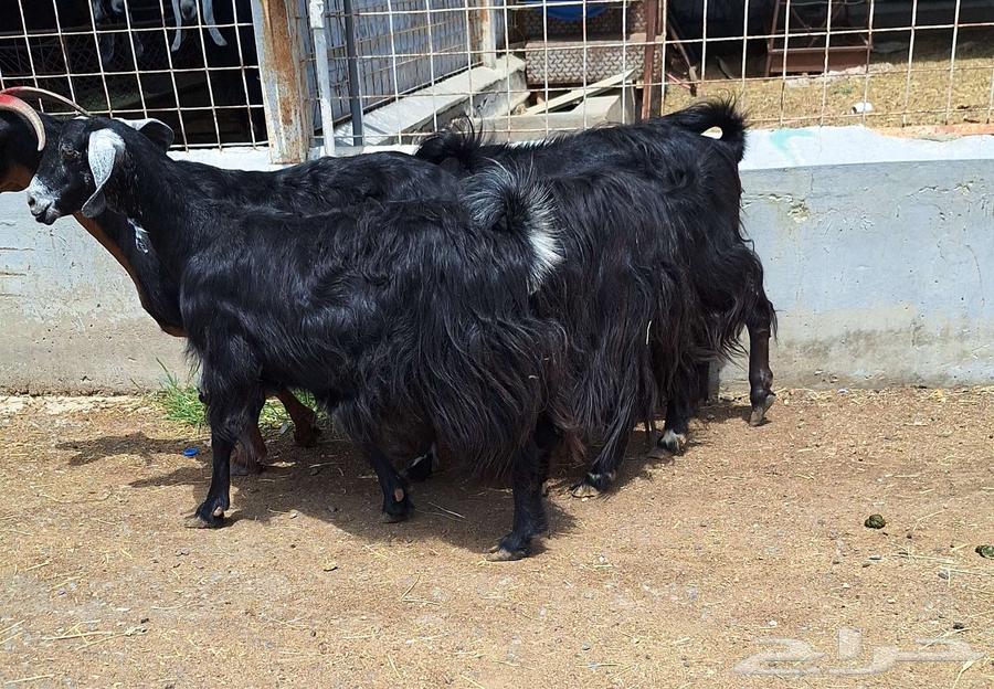 Goat for sale, condition of delivery on sonar number 4 for Al-Qunai64466725763587112