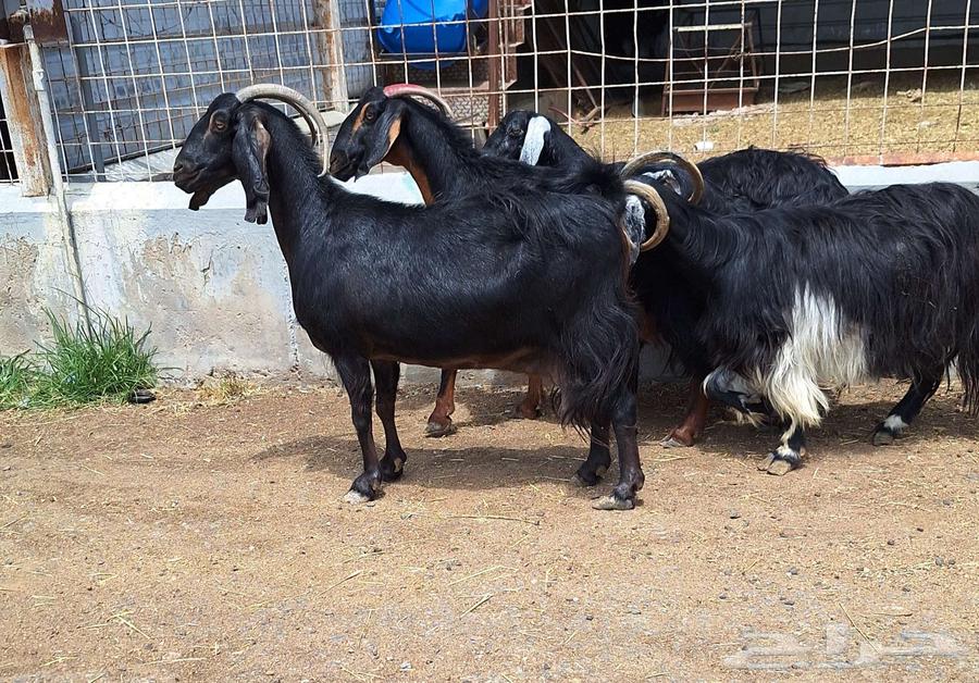 Goat for sale, condition of delivery on sonar number 4 for Al-Qunai64466725763587111