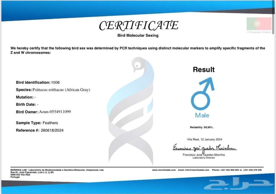 Pair of Cockatoos for Sale - With Certificates and Analyses64466249389570114