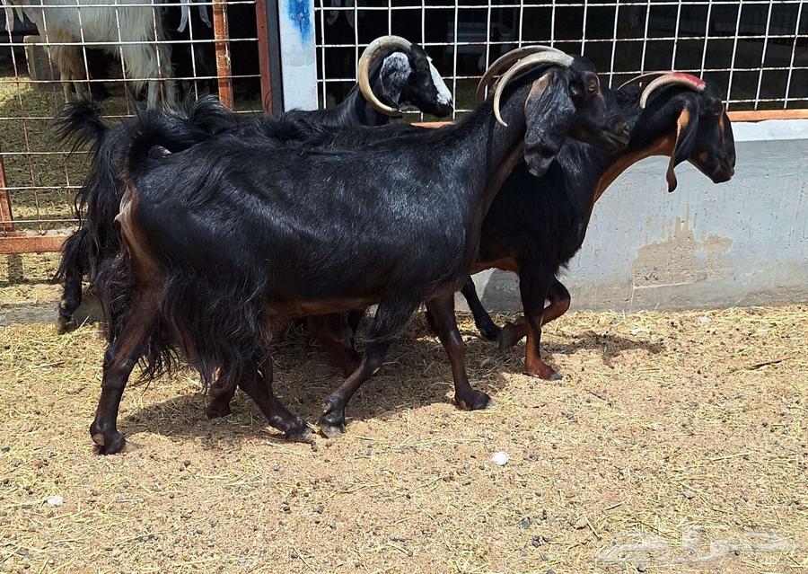 Goat for sale, condition of delivery on sonar number 4 for Al-Qunai64466725763587110