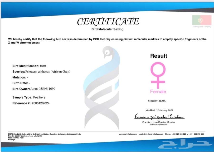 Pair of Cockatoos for Sale - With Certificates and Analyses64466249389570113