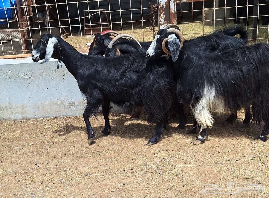 Goat for sale, condition of delivery on sonar number 4 for Al-Qunai64466725763587114