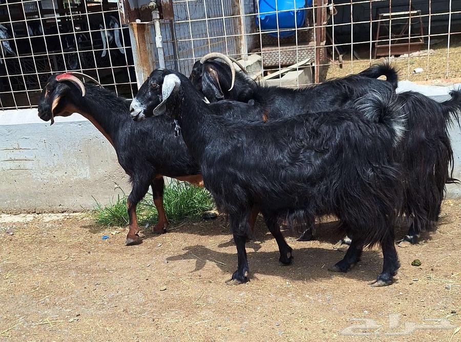 Goat for sale, condition of delivery on sonar number 4 for Al-Qunai64466725763587113