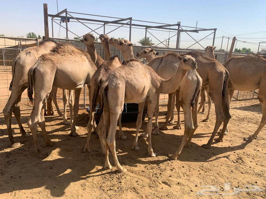 عروض القعدان الجمله من مزارع ابو احمد64465702889346110
