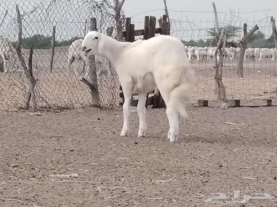 مشروع فحل ابرص تم بيعه64469571550978110