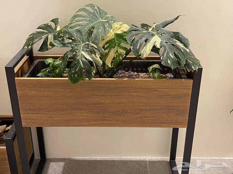 للبيع نوادر النباتات الداخليه64469543836289110