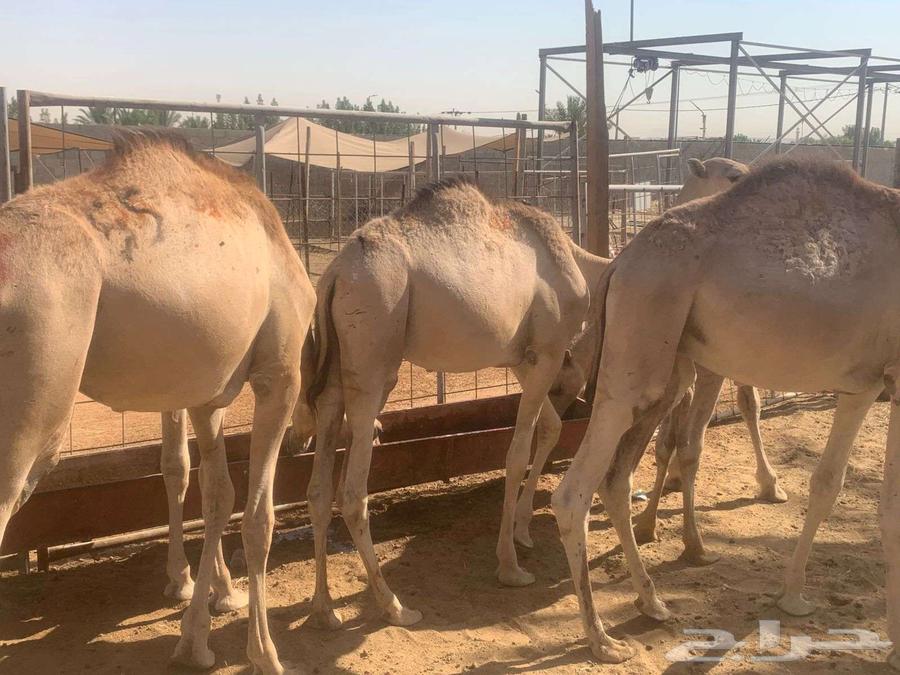 We stand out with our prices and the quality of our camels at our farms64471102725507111