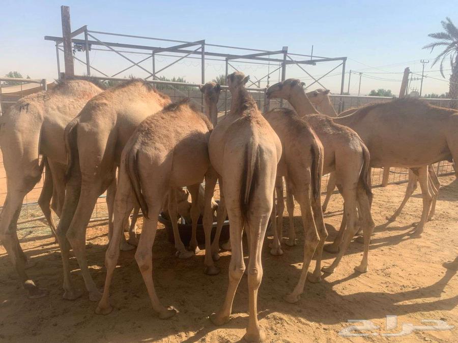 We stand out with our prices and the quality of our camels at our farms64471102725507110