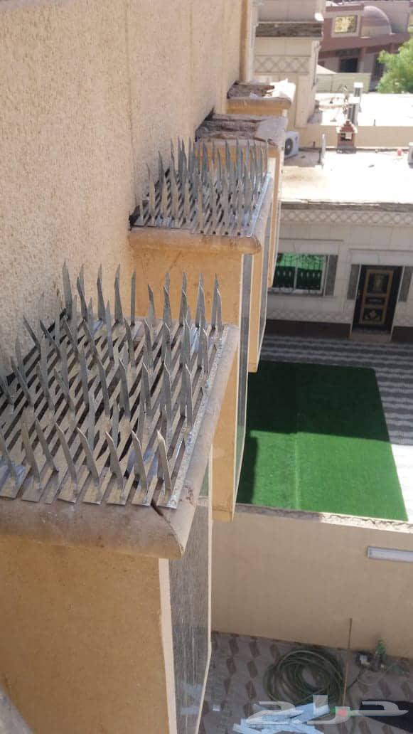 Pigeon Repeller Installation with Spikes and Anti-Pigeon Netting64525524191745112