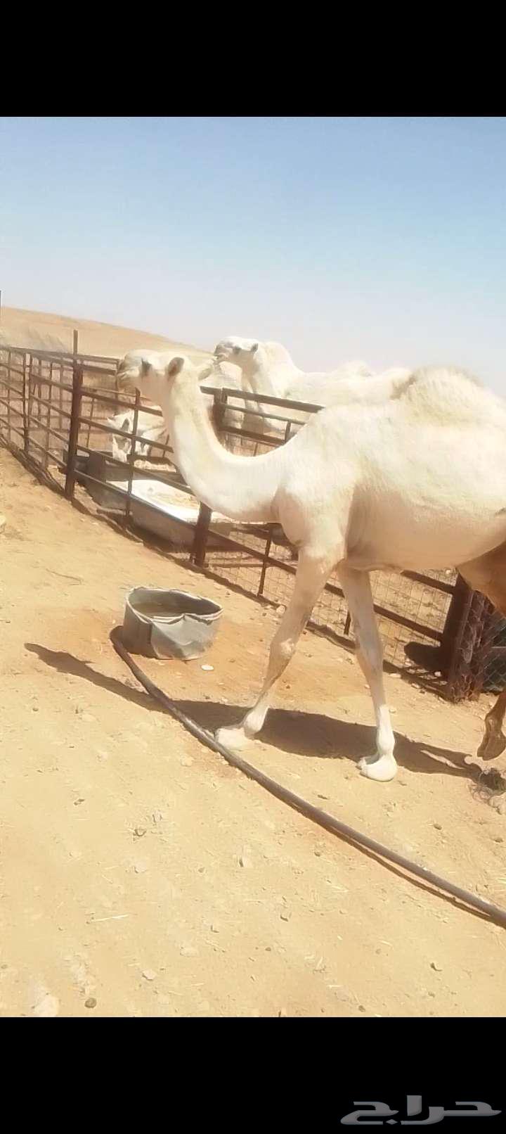 بكره حقه مقنوي اوقصب64474139828354110