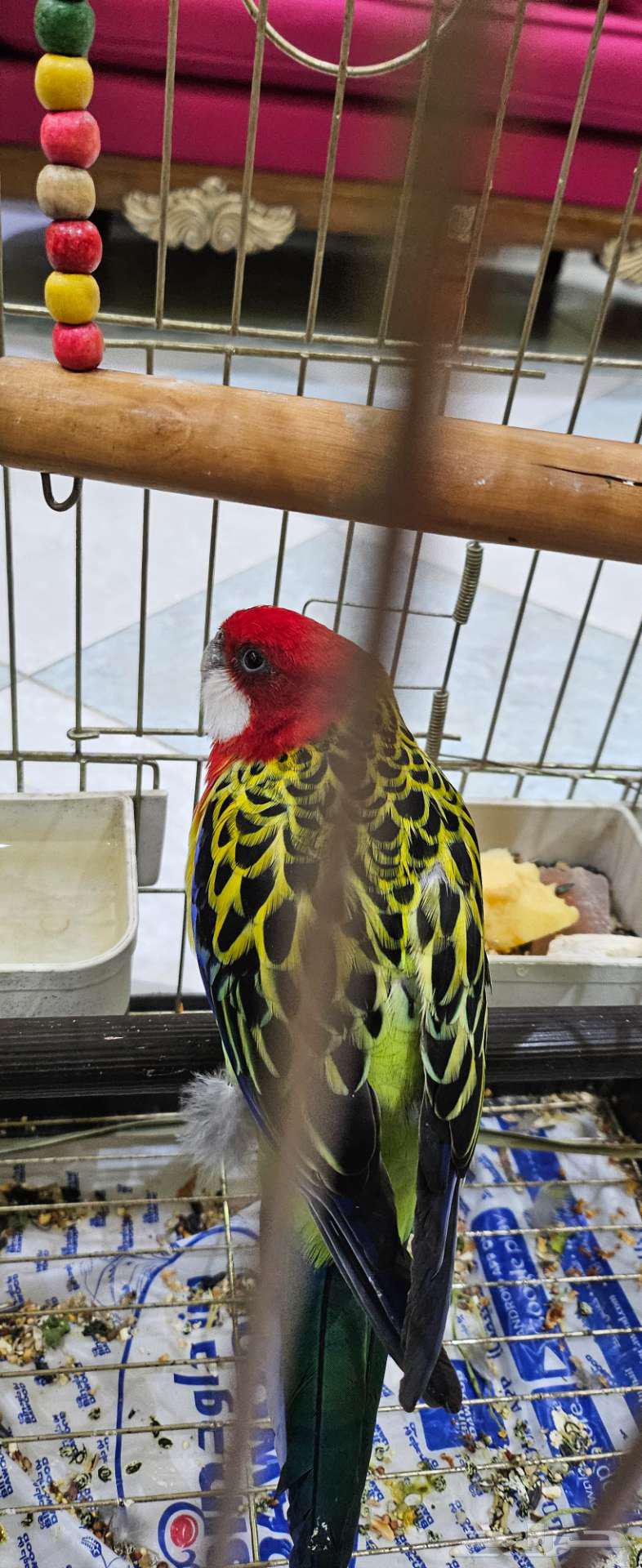 طيور زينة للبيع في مكة64474903050881112