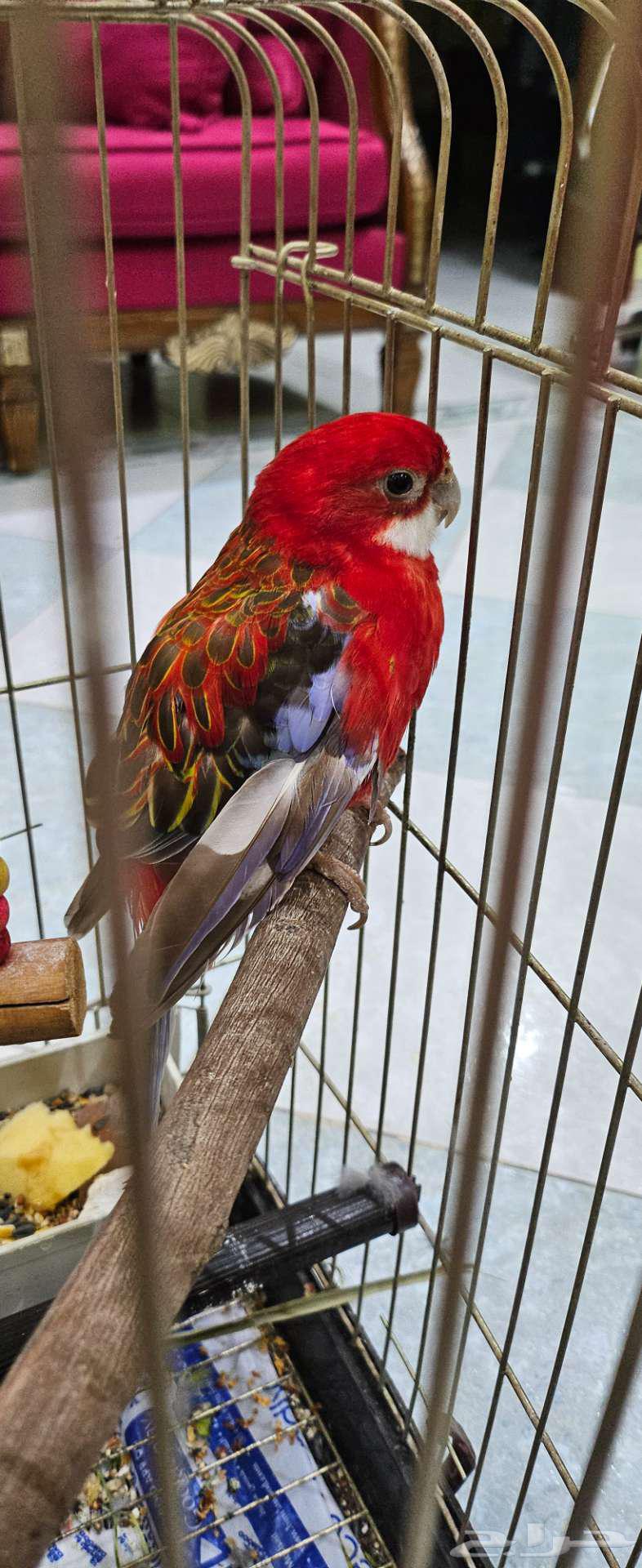 طيور زينة للبيع في مكة64474903050881110