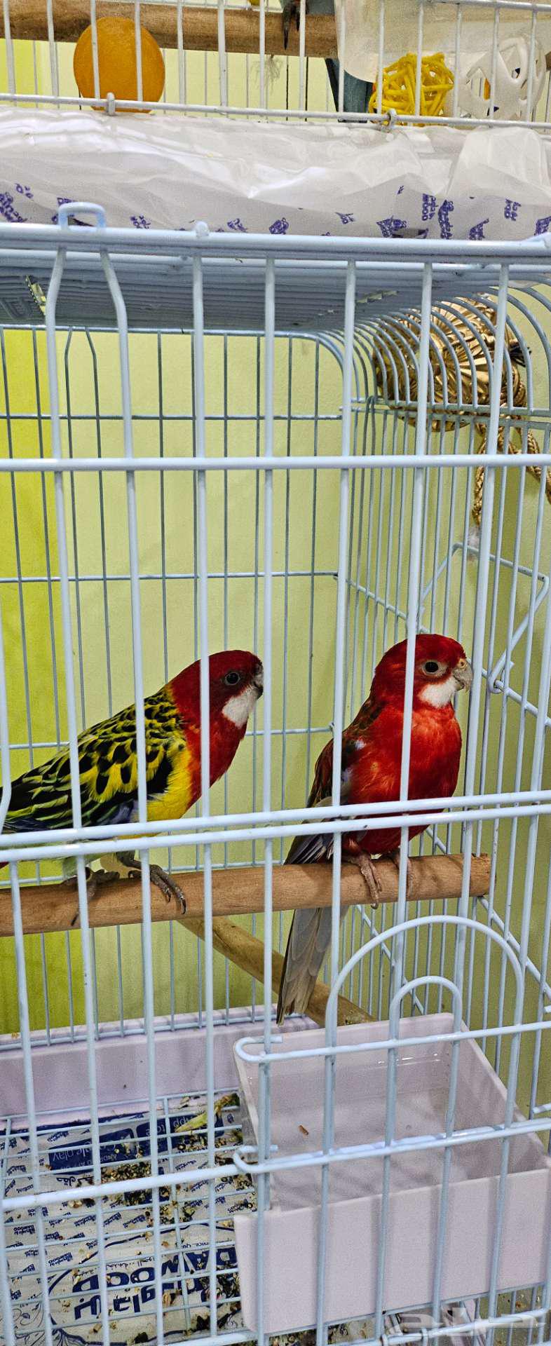 طيور زينة للبيع في مكة64474903050881113